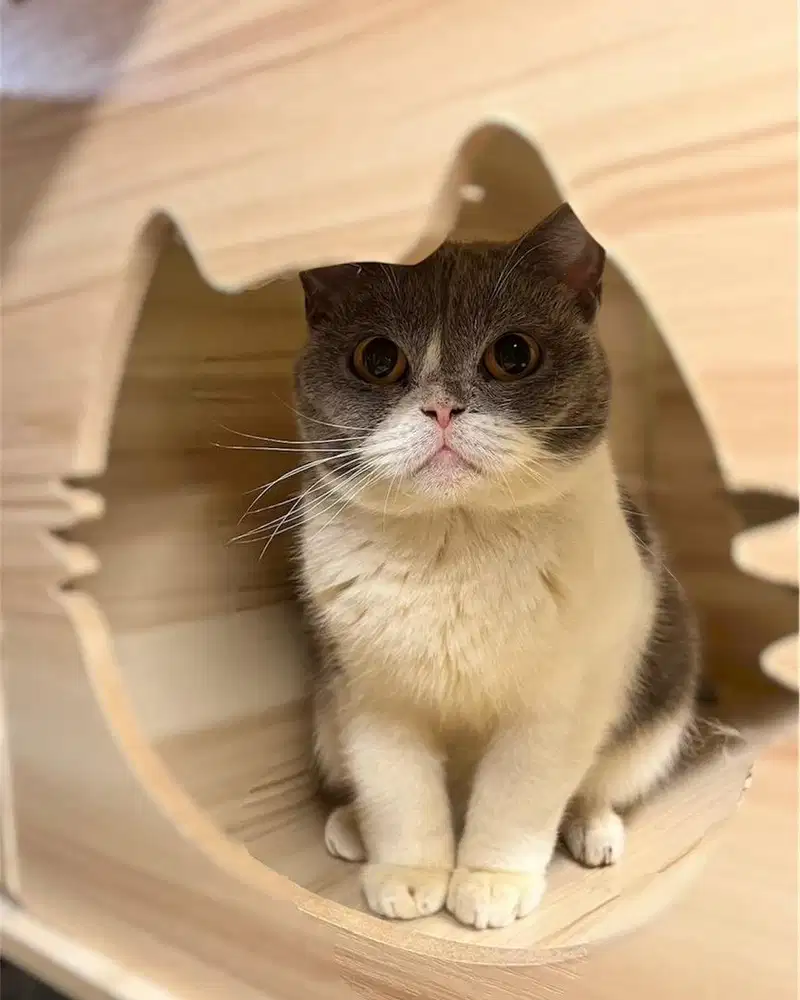 Kucing british shorthair bsh bicolor blue