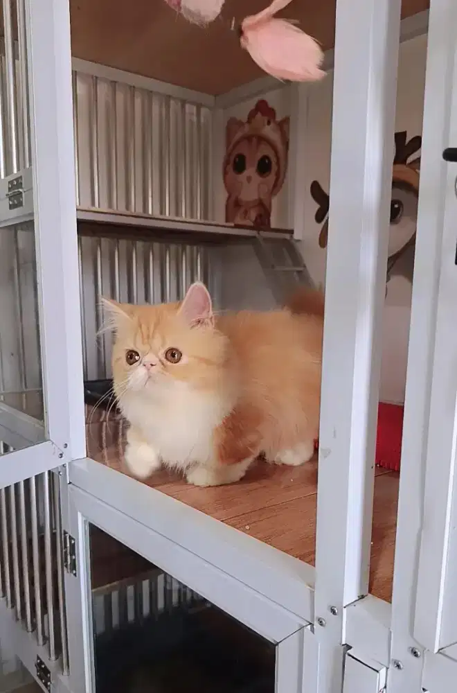 Kitten Munchkin pesek betina usia 3bulan