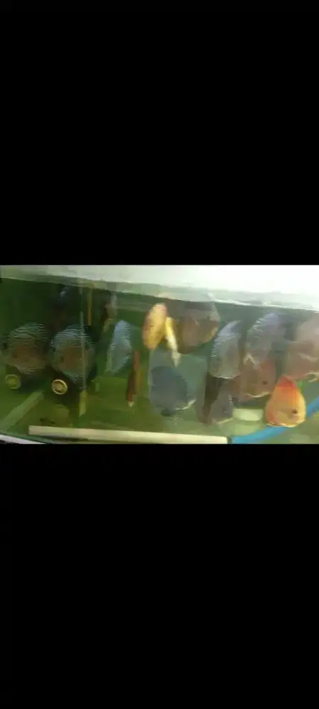 Ikan Discus Besar