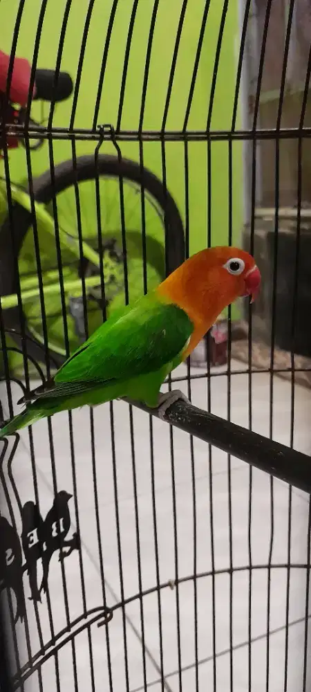 Lovebird biola green jantan mapan