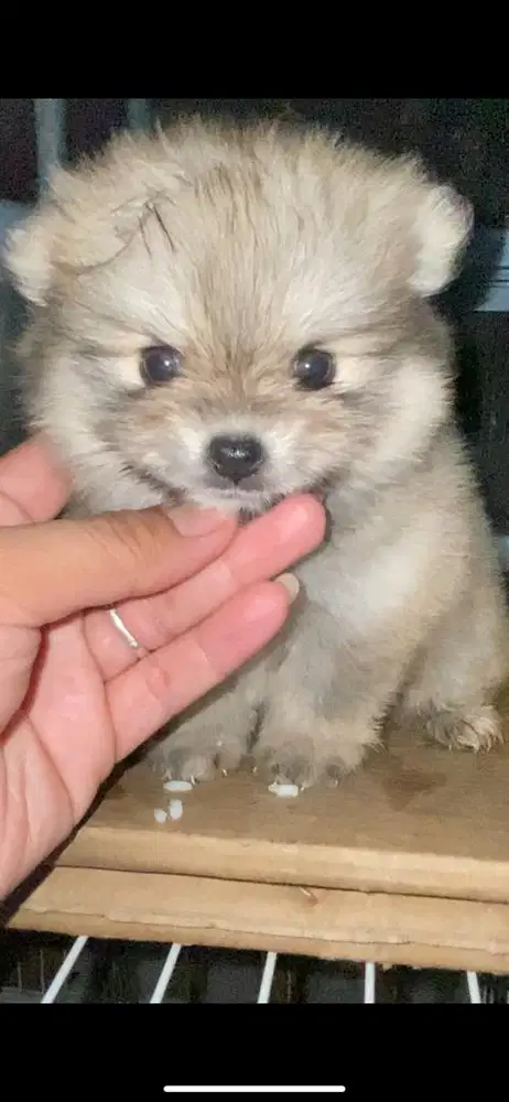 Anak minipom cwe