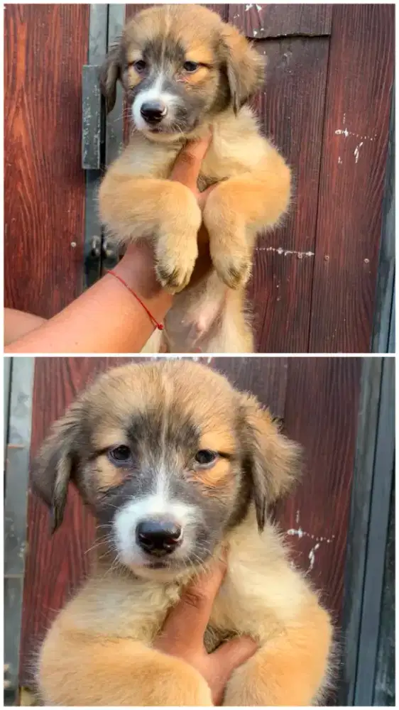 Puppy Husky kintamani