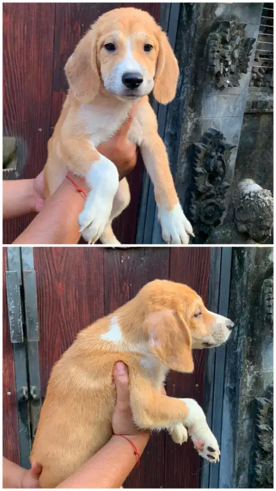 Puppy Beagel x Husky kintamanu