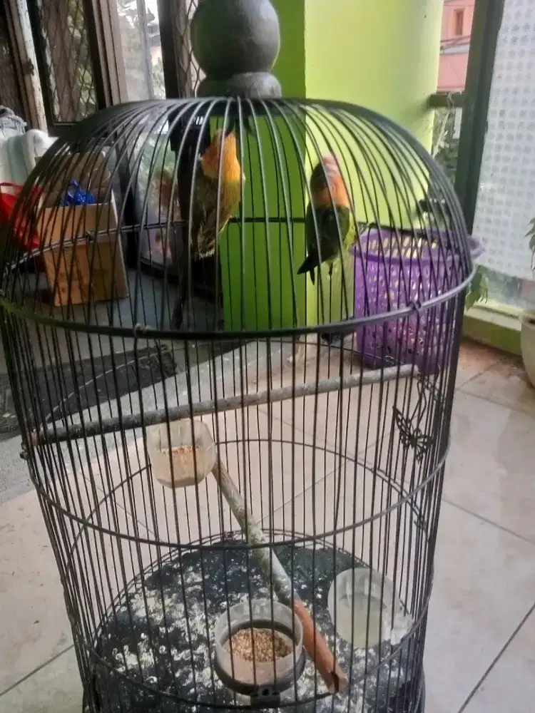 Lovebird Eunwing