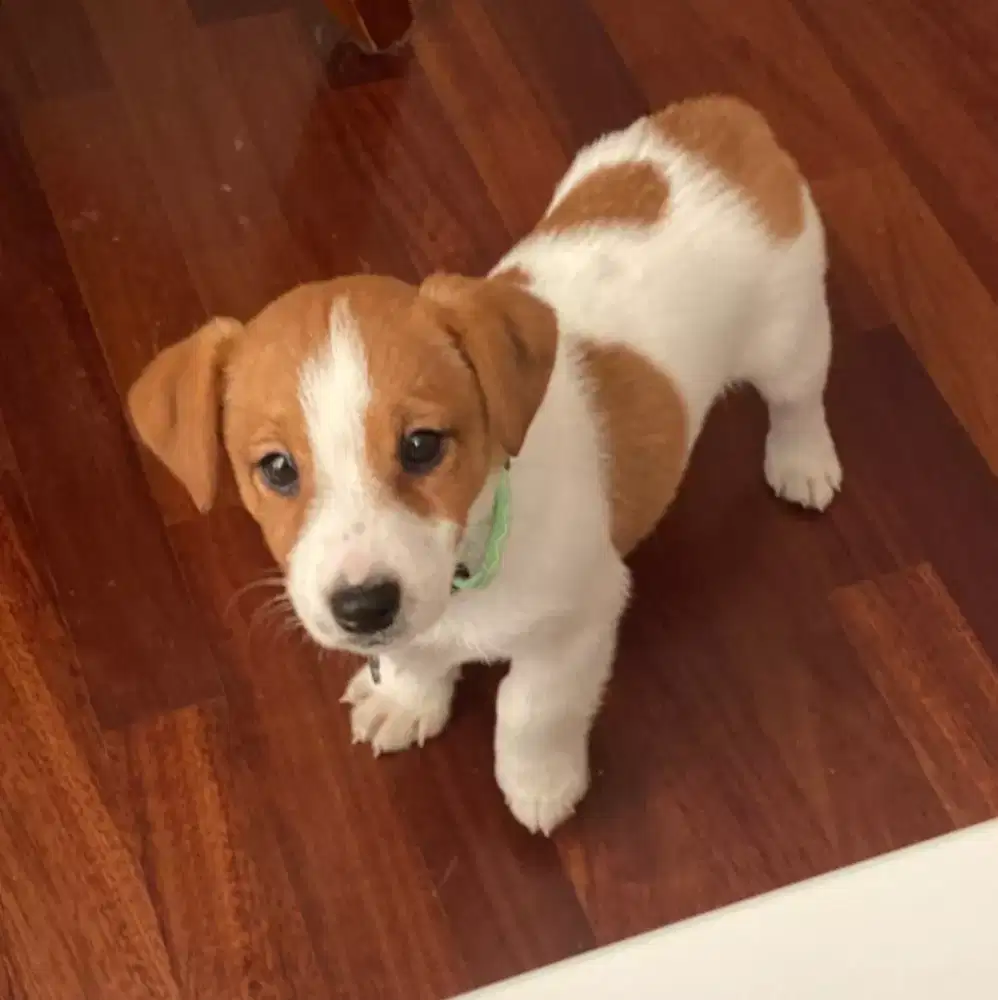 ANJING JACK RUSSEL