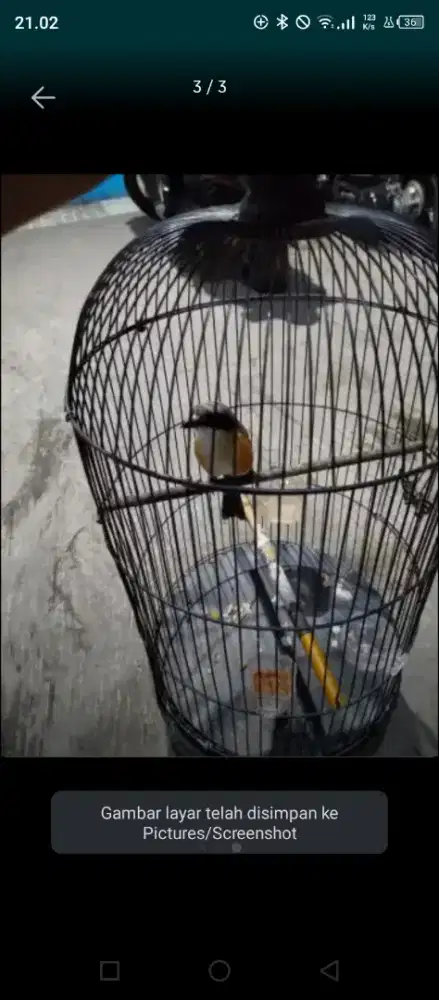Pentet Jawa barat pilis