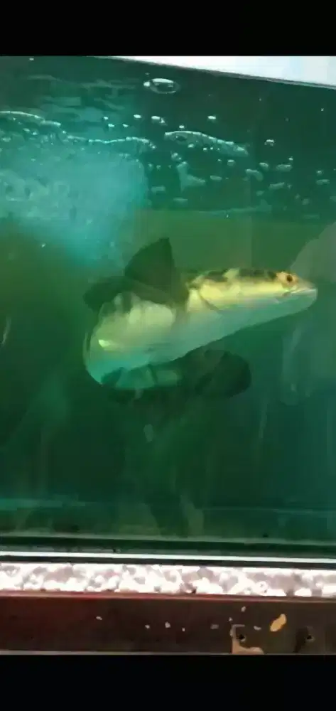 Ikan Channa Yellow Sentarum Dan Aquarium