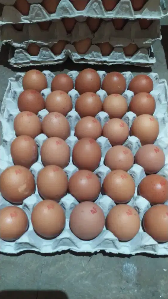 Siap melayani agen telor ataupun warung dll