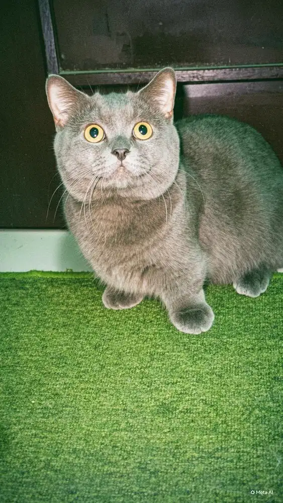 Kucing BSH X muchkin jantan