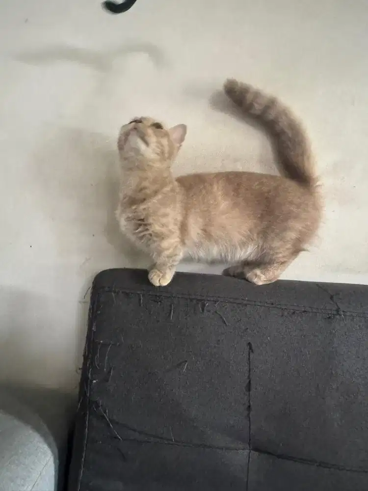 Kucing Muchkin  BSH betina gold