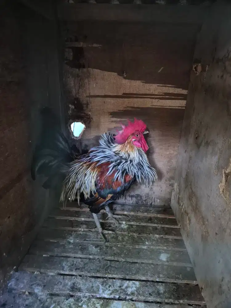 Ayam Ketawa warna eksotis