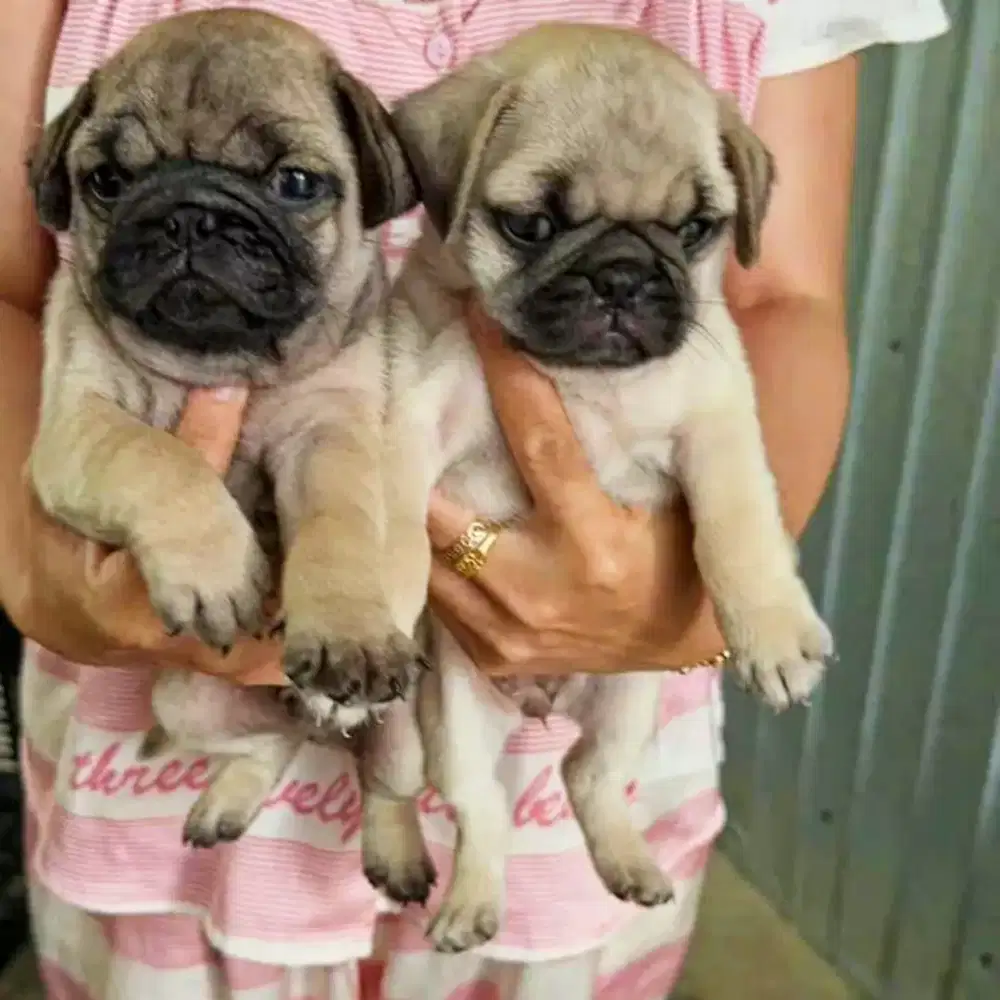 ANAK ANJING PUG