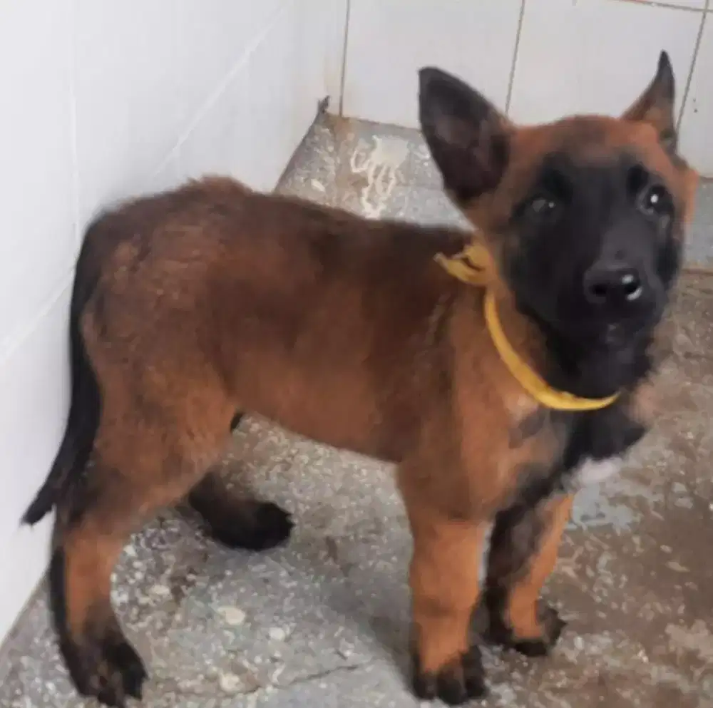 ANJING BELGIAN MALINOIS