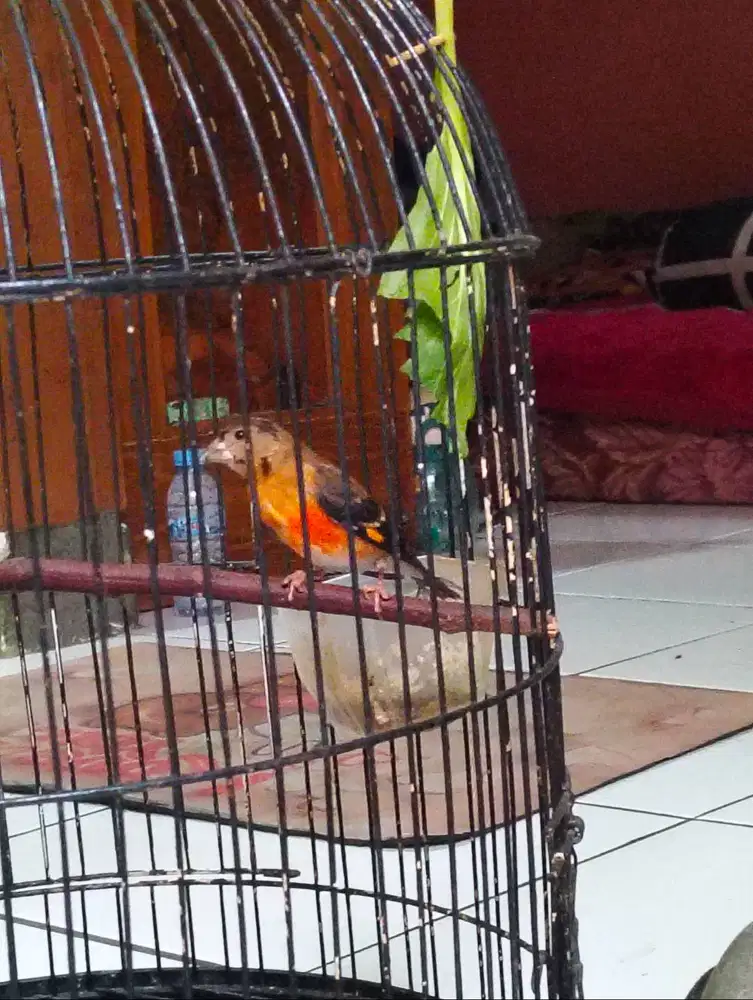Burung paud jantan red siskin clasik