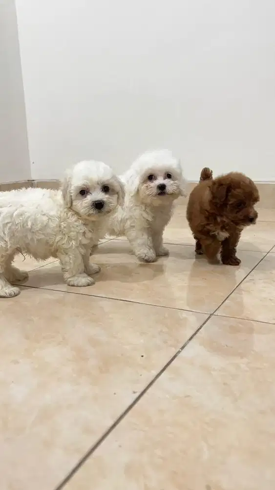 ANAK ANJING TOY POODLE JANTAN BETINA