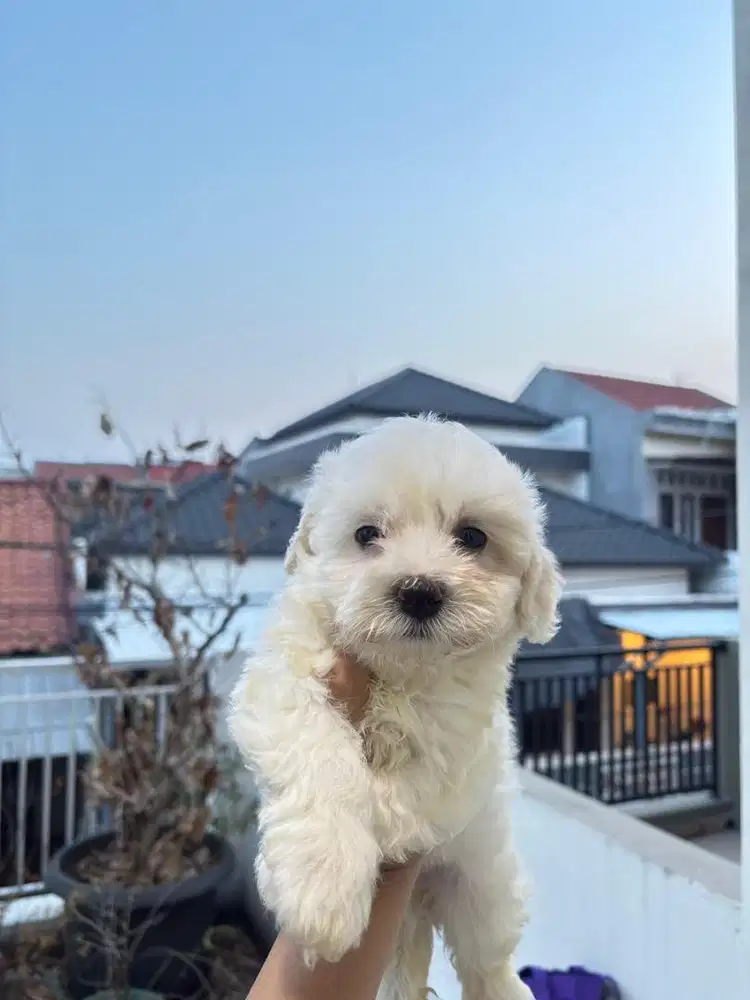 ANAK ANJING TOY POODLE JANTAN