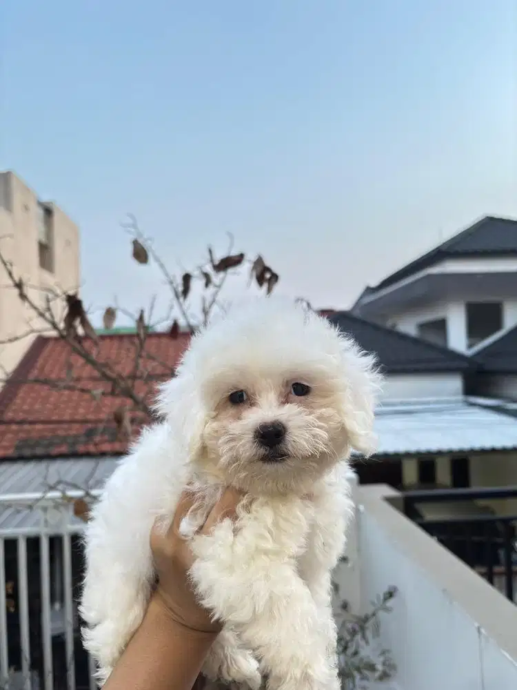 ANAK ANJING TOY POODLE BETINA