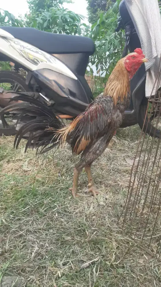 Ayam BK Mangon super