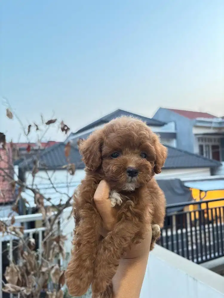 ANAK ANJING TOY POODLE JANTAN
