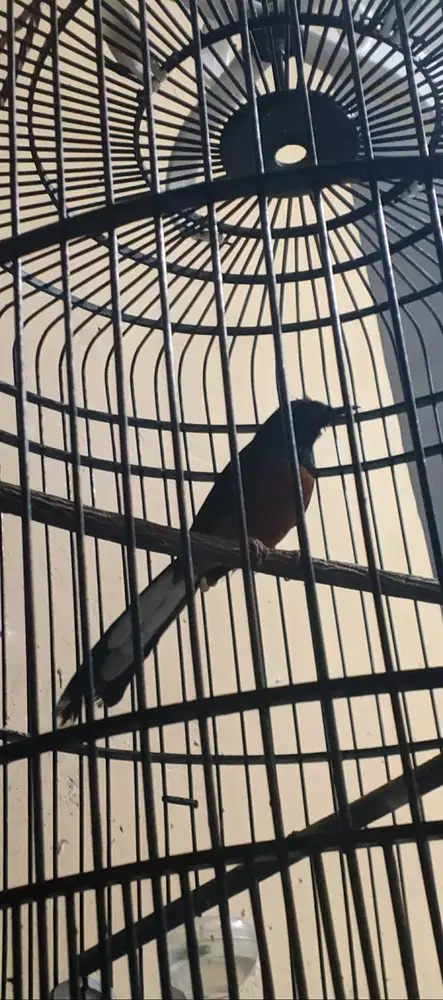 Burung Murai Batu MH Non Gembung