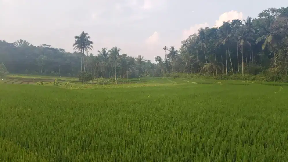 Di jual sawah produktif