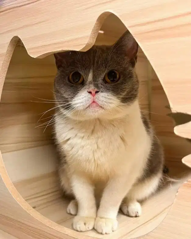 Kucing British shorthair bsh bico blue