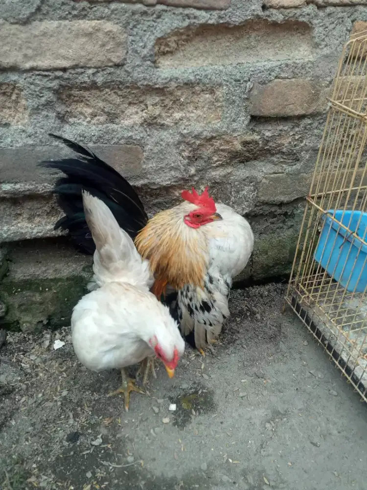 Sepasang ayam serama dewasa
