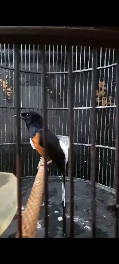 Burung murai pastol