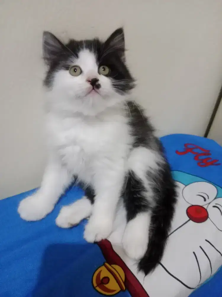 Persia kitten black n white