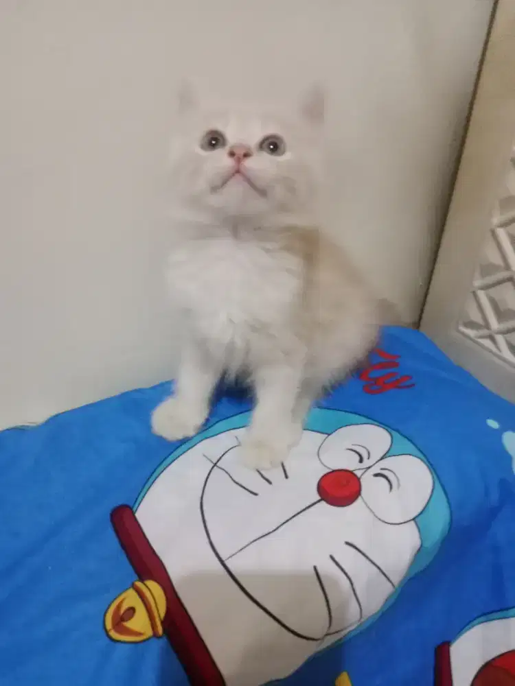 Persia kitten cream