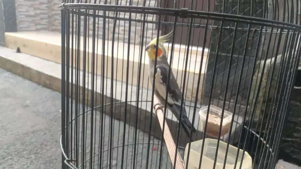 Jual burung falk Australia jenis cinnamon