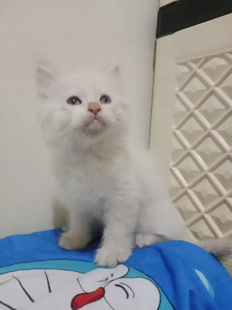 Persia kitten white r