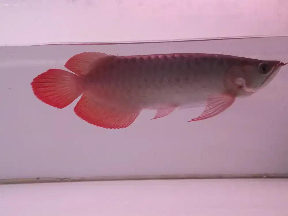 Ikan arwana super red