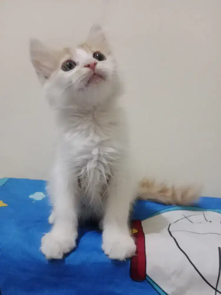 Persia kitten orange putih