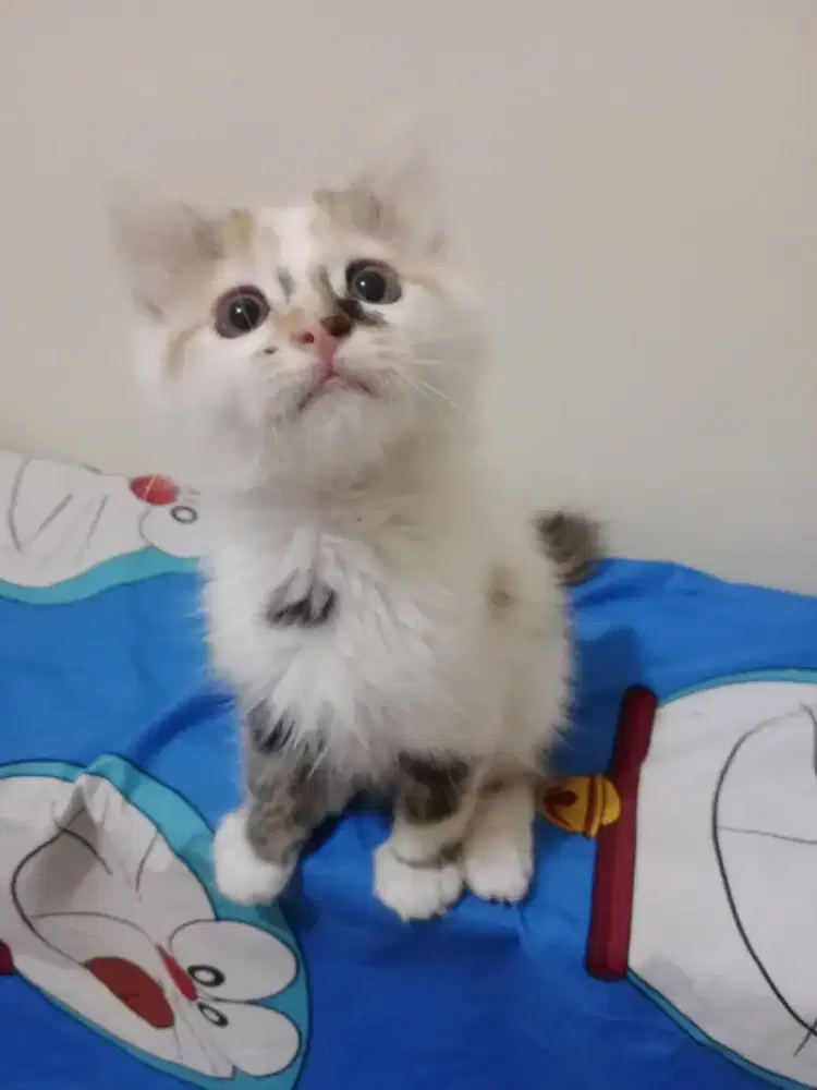 Persia kitten Calico