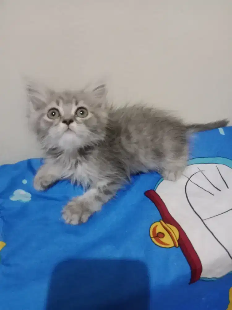 Persia kitten abu abu