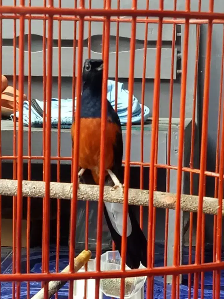 Burung murai gacor