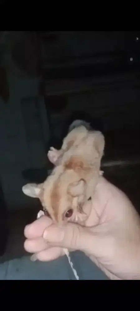 Sugar Glider Caramel Line Swan Solo