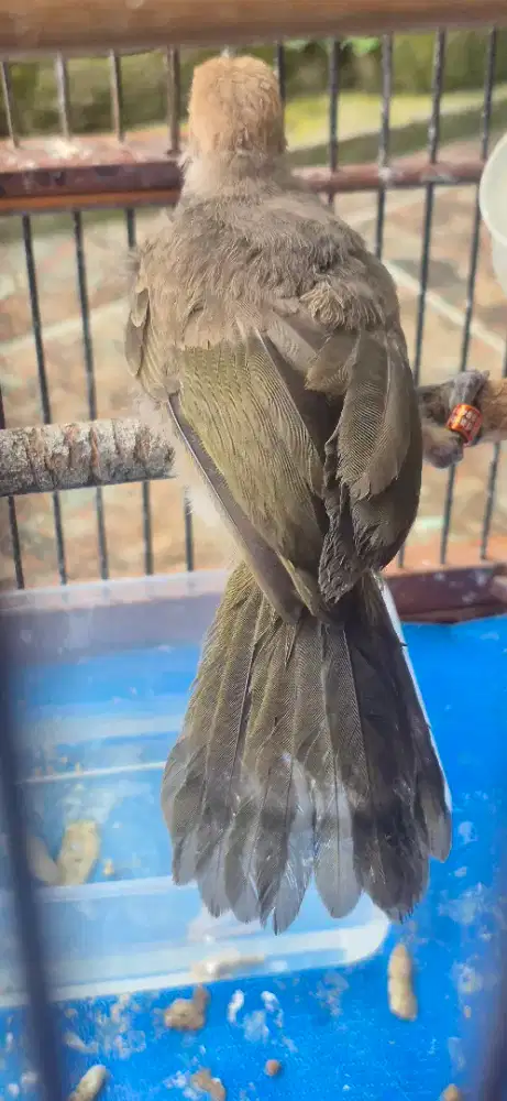 BURUNG CUCAKROWO
