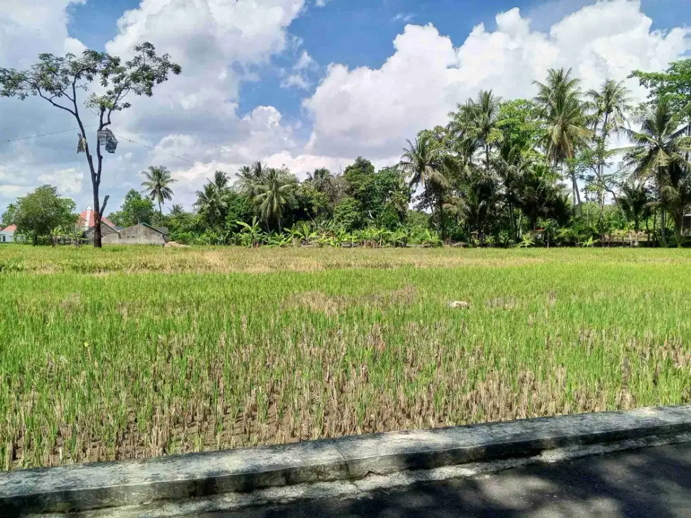 Tanah Sawah Dijual View Merapi