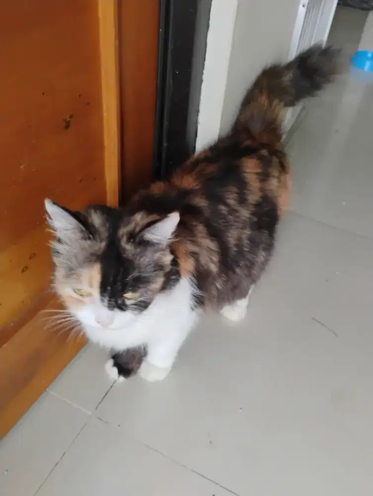 Kucing Persia hamil