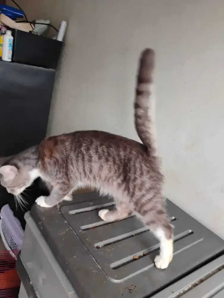 Kucing Persia mix bsh