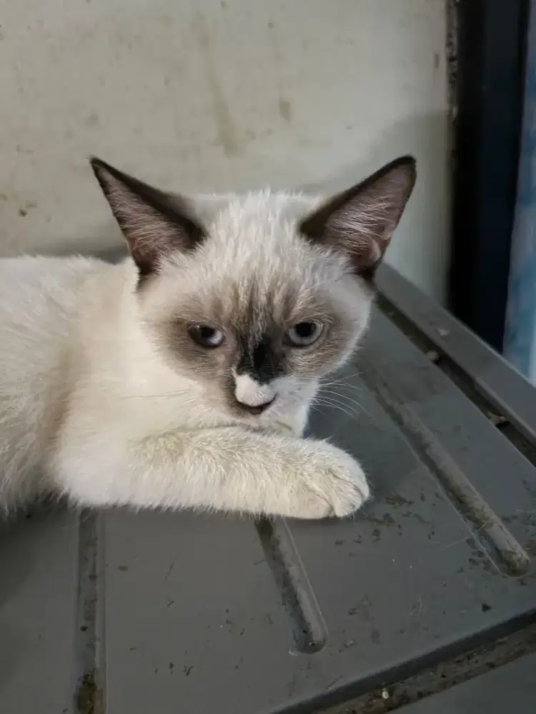 Kucing jantan Himalaya