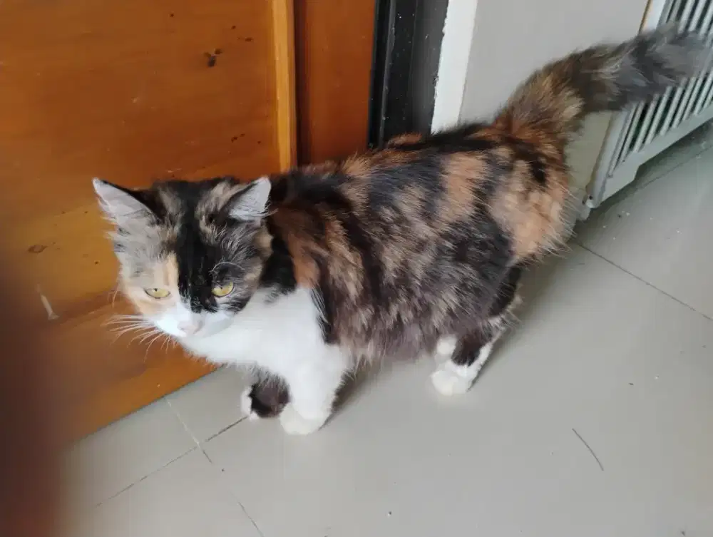 Kucing Persia hamil