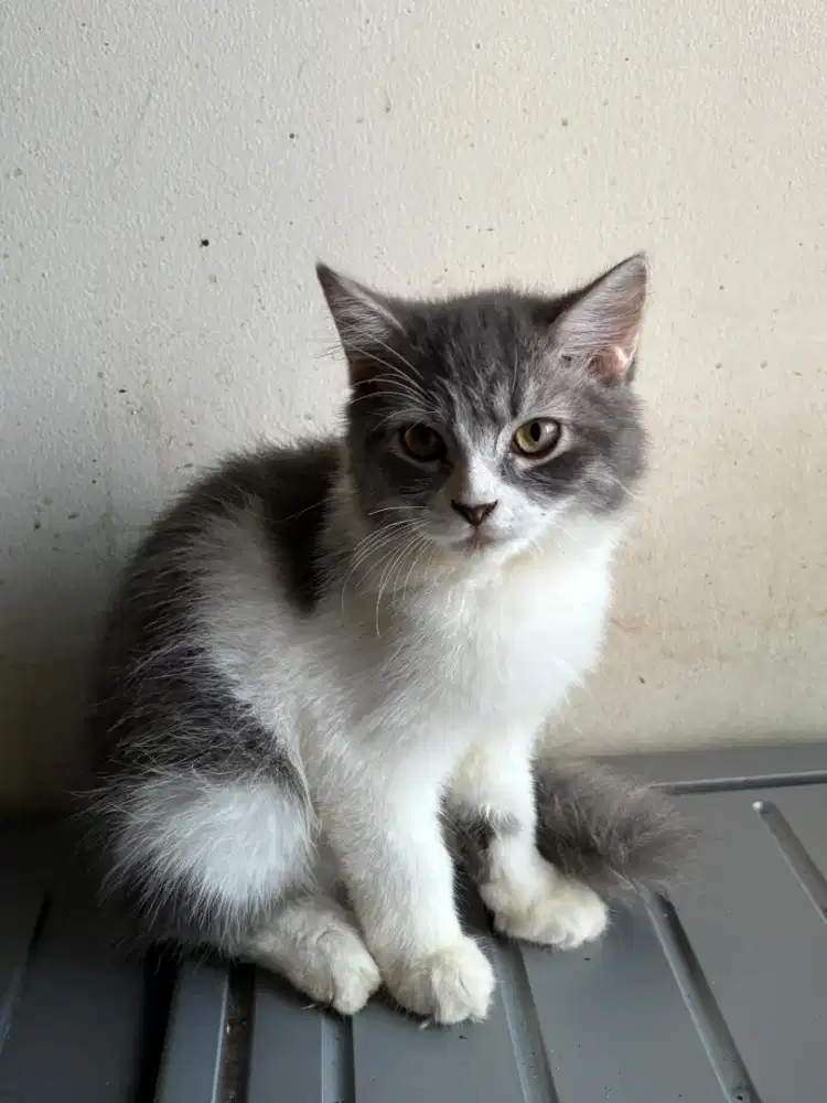 Kucing Persia jantan birahi