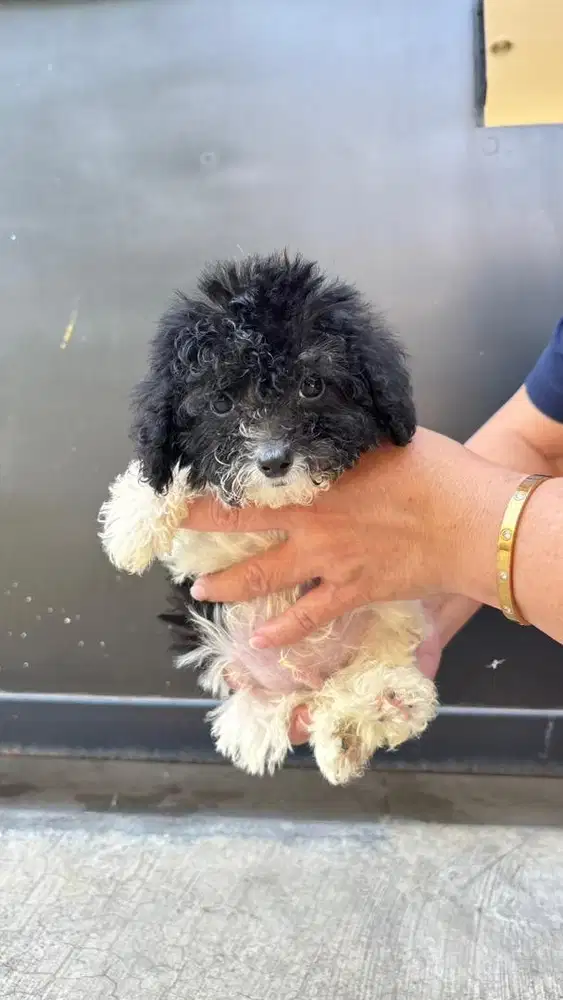 Party Poodle Colour Male