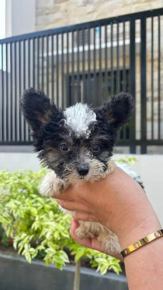 Party Poodle Colour Male