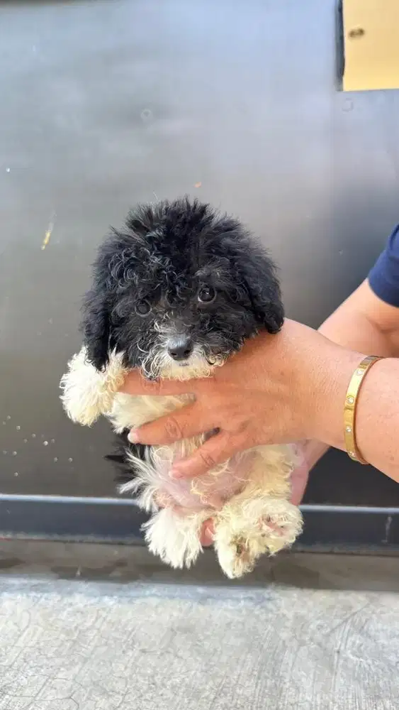 Party Poodle Colour Male