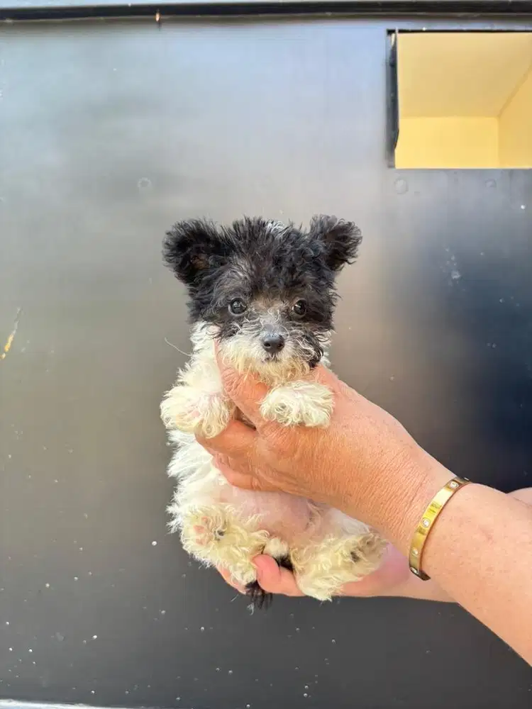 Party Poodle Colour Female
