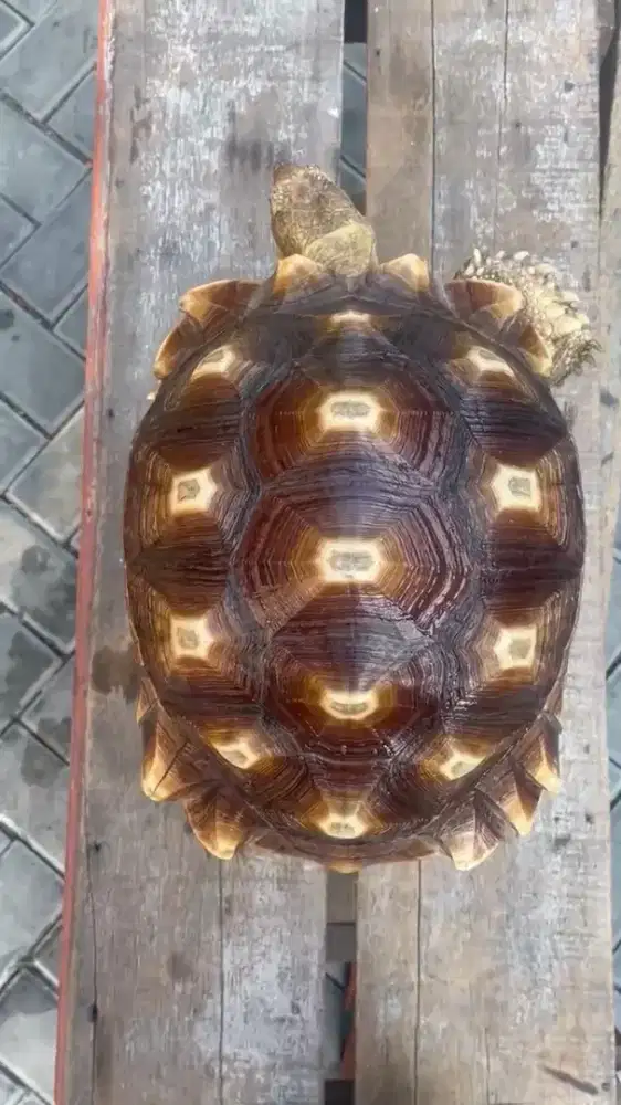 Sulcata 36-37cm Betina